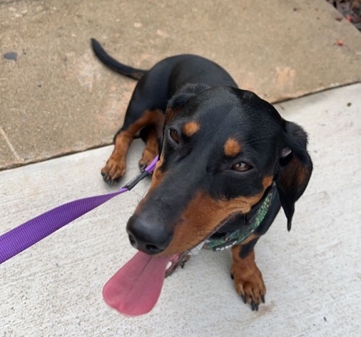 Prince the mini dachshund